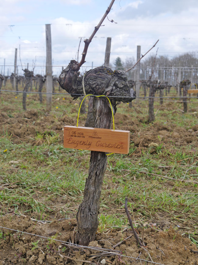 Виноградник на урожай